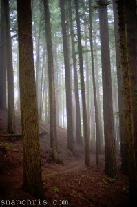 Redwood Grove Jigsaw Puzzle