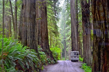 Redwood Road Jigsaw Puzzle