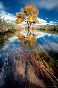 Reflecting Tree Jigsaw Puzzle