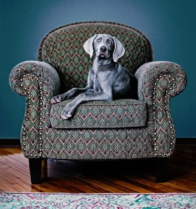 Regal Dog Jigsaw Puzzle