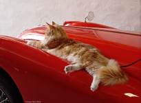 Relaxed Cat