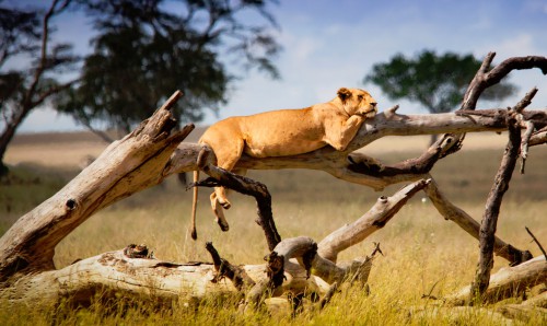 Relaxing Lion Jigsaw Puzzle