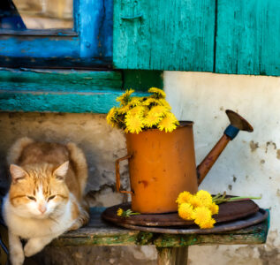 Resting Cat Jigsaw Puzzle