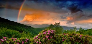 Rhododendron Blooms