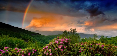 Rhododendron Blooms Jigsaw Puzzle