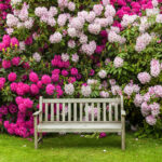 Rhododendron Garden