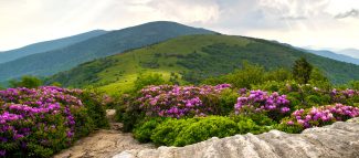 Rhododendron Trail