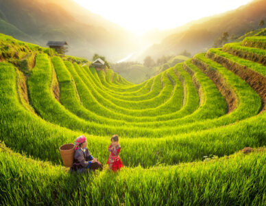 Rice Farm Jigsaw Puzzle