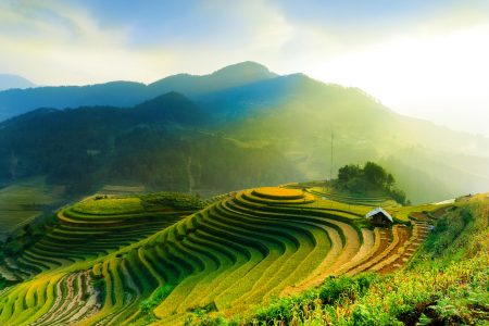 Rice Field Jigsaw Puzzle