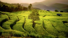 Rice Fields