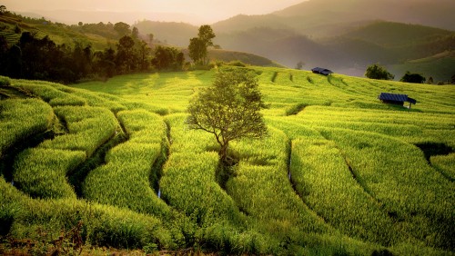 Rice Fields Jigsaw Puzzle