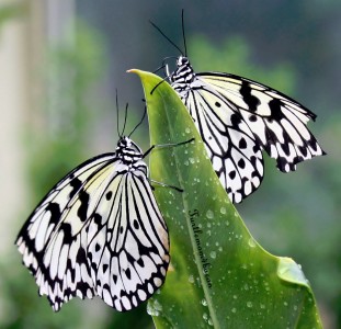 Rice Paper Butterflies Jigsaw Puzzle