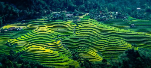 Rice Terraces Jigsaw Puzzle