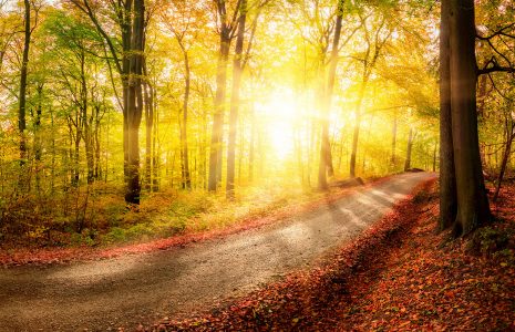 Road in the Woods Jigsaw Puzzle