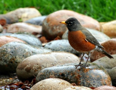 Robin Jigsaw Puzzle