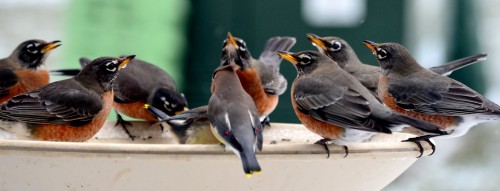 Robin Gathering Jigsaw Puzzle