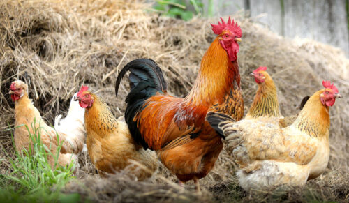 Rooster and Hens Jigsaw Puzzle