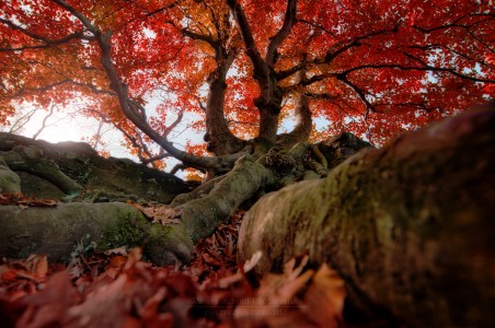 Roots to Limbs Jigsaw Puzzle