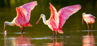 Roseate Spoonbills