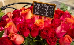 Roses for Sale
