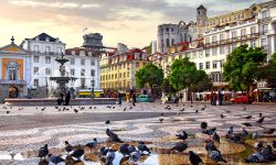 Rossio Square Pigeons