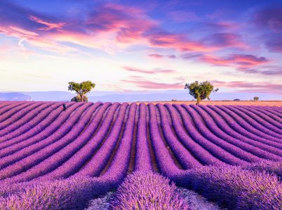 Rows of Lavender Jigsaw Puzzle