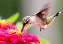 Ruby-throated Hummingbird