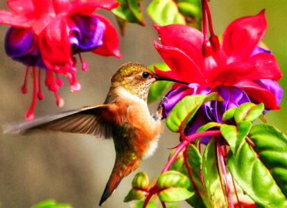 Rufous Hummingbird Jigsaw Puzzle