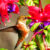Rufous Hummingbird Jigsaw Puzzle