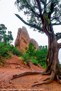 Rugged Tree Jigsaw Puzzle