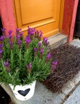 Rustic Doorstep