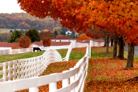 Sagamore Farm Jigsaw Puzzle