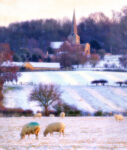 Saintbury Sheep