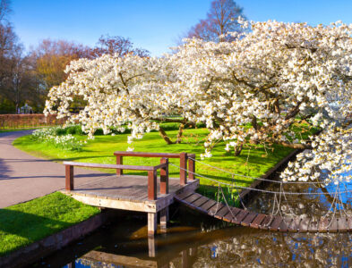 Sakura Blooms Jigsaw Puzzle