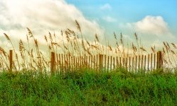 Sand Fence
