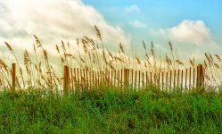 Sand Fence