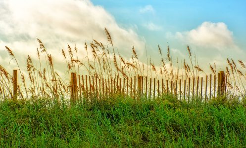 Sand Fence Jigsaw Puzzle