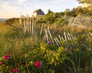 Sand Fence and Roses