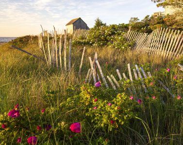 Sand Fence and Roses Jigsaw Puzzle