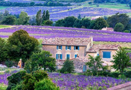 Sault Lavender Jigsaw Puzzle