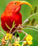 Scarlet Ibis