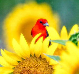 Scarlet Tanager Jigsaw Puzzle