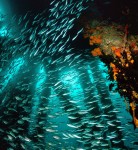 School of Fish