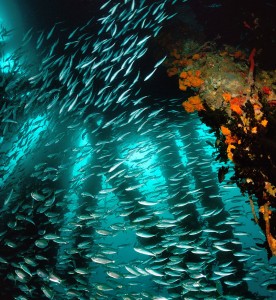 School of Fish Jigsaw Puzzle