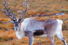 Scottish Reindeer