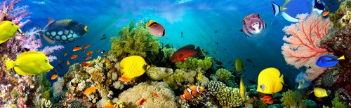 Sea Coral Scene Jigsaw Puzzle