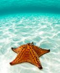 Sea Star