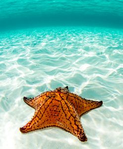 Sea Star Jigsaw Puzzle