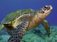 Sea Turtle