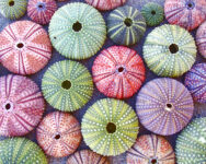 Sea Urchin Shells